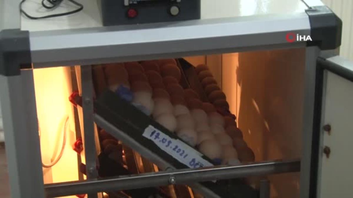 Lise bahçesine kurulan profesyonel tavuk kümesi üretime katkı sağlıyor
